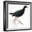 Birds: Gruiformes, Common Moorhen (Gallinula Chloropus)-null-Framed Giclee Print