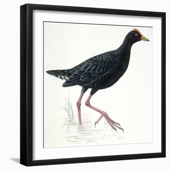 Birds: Gruiformes, Common Moorhen (Gallinula Chloropus)-null-Framed Giclee Print