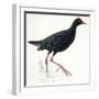 Birds: Gruiformes, Common Moorhen (Gallinula Chloropus)-null-Framed Giclee Print