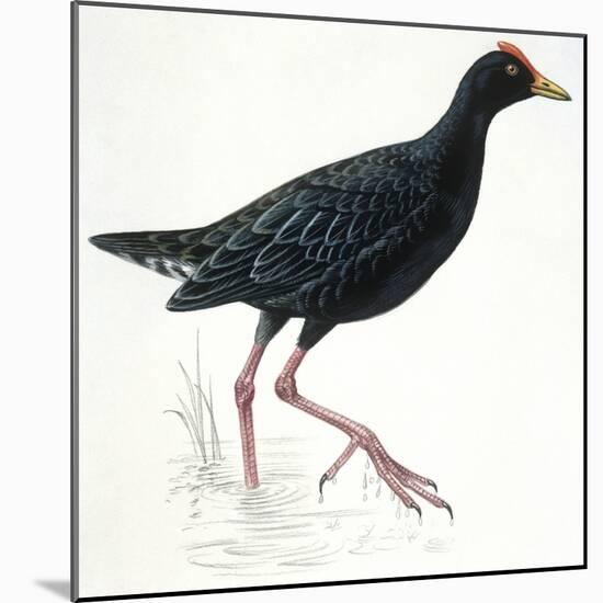 Birds: Gruiformes, Common Moorhen (Gallinula Chloropus)-null-Mounted Giclee Print