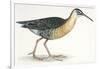 Birds: Gruiformes, Water Rail (Rallus Aquaticus)-null-Framed Giclee Print