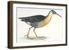 Birds: Gruiformes, Water Rail (Rallus Aquaticus)-null-Framed Giclee Print