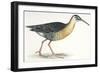 Birds: Gruiformes, Water Rail (Rallus Aquaticus)-null-Framed Giclee Print