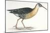 Birds: Gruiformes, Water Rail (Rallus Aquaticus)-null-Mounted Giclee Print