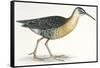 Birds: Gruiformes, Water Rail (Rallus Aquaticus)-null-Framed Stretched Canvas