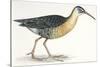 Birds: Gruiformes, Water Rail (Rallus Aquaticus)-null-Stretched Canvas