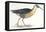 Birds: Gruiformes, Water Rail (Rallus Aquaticus)-null-Framed Stretched Canvas