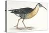 Birds: Gruiformes, Water Rail (Rallus Aquaticus)-null-Stretched Canvas