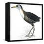 Birds: Gruiformes, White-Striped Forest-Rail (Rallina Leucospila)-null-Framed Stretched Canvas