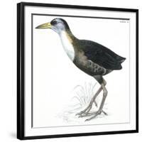 Birds: Gruiformes, White-Striped Forest-Rail (Rallina Leucospila)-null-Framed Giclee Print