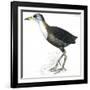 Birds: Gruiformes, White-Striped Forest-Rail (Rallina Leucospila)-null-Framed Giclee Print