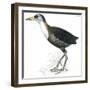 Birds: Gruiformes, White-Striped Forest-Rail (Rallina Leucospila)-null-Framed Giclee Print