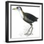 Birds: Gruiformes, White-Striped Forest-Rail (Rallina Leucospila)-null-Framed Giclee Print