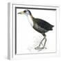 Birds: Gruiformes, White-Striped Forest-Rail (Rallina Leucospila)-null-Framed Giclee Print