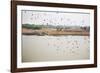 Birds I-Karyn Millet-Framed Photographic Print