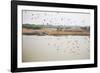 Birds I-Karyn Millet-Framed Photographic Print