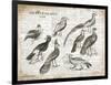 Birds I-Gwendolyn Babbitt-Framed Art Print