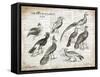 Birds I-Gwendolyn Babbitt-Framed Stretched Canvas