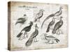 Birds I-Gwendolyn Babbitt-Stretched Canvas