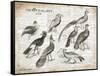 Birds I-Gwendolyn Babbitt-Framed Stretched Canvas