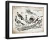 Birds II-Gwendolyn Babbitt-Framed Art Print