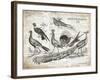 Birds II-Gwendolyn Babbitt-Framed Art Print