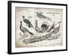 Birds II-Gwendolyn Babbitt-Framed Art Print