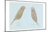 Birds II-Boho Hue Studio-Mounted Art Print