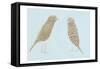 Birds II-Boho Hue Studio-Framed Stretched Canvas