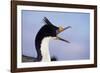 Birds, Imperial Shag / King Shag, Portrait, Falkland Islands, Bleaker Island-Martin Zwick-Framed Photographic Print