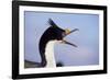 Birds, Imperial Shag / King Shag, Portrait, Falkland Islands, Bleaker Island-Martin Zwick-Framed Photographic Print