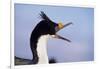 Birds, Imperial Shag / King Shag, Portrait, Falkland Islands, Bleaker Island-Martin Zwick-Framed Photographic Print