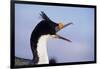 Birds, Imperial Shag / King Shag, Portrait, Falkland Islands, Bleaker Island-Martin Zwick-Framed Photographic Print