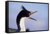 Birds, Imperial Shag / King Shag, Portrait, Falkland Islands, Bleaker Island-Martin Zwick-Framed Stretched Canvas