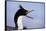 Birds, Imperial Shag / King Shag, Portrait, Falkland Islands, Bleaker Island-Martin Zwick-Framed Stretched Canvas