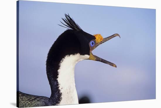 Birds, Imperial Shag / King Shag, Portrait, Falkland Islands, Bleaker Island-Martin Zwick-Stretched Canvas