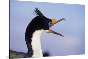 Birds, Imperial Shag / King Shag, Portrait, Falkland Islands, Bleaker Island-Martin Zwick-Stretched Canvas