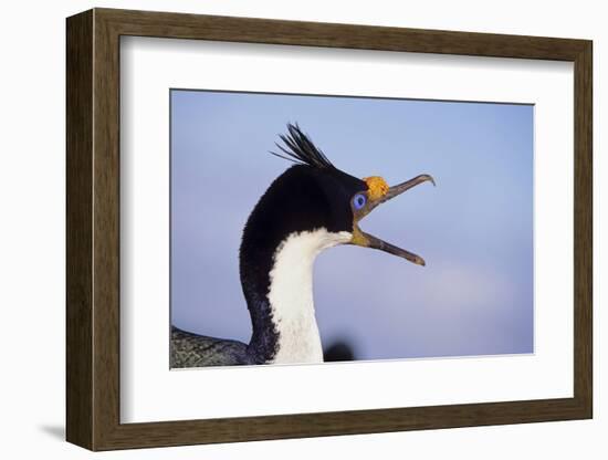 Birds, Imperial Shag / King Shag, Portrait, Falkland Islands, Bleaker Island-Martin Zwick-Framed Photographic Print