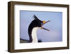 Birds, Imperial Shag / King Shag, Portrait, Falkland Islands, Bleaker Island-Martin Zwick-Framed Photographic Print