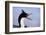 Birds, Imperial Shag / King Shag, Portrait, Falkland Islands, Bleaker Island-Martin Zwick-Framed Photographic Print