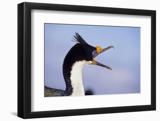 Birds, Imperial Shag / King Shag, Portrait, Falkland Islands, Bleaker Island-Martin Zwick-Framed Photographic Print