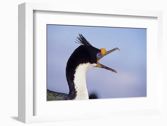 Birds, Imperial Shag / King Shag, Portrait, Falkland Islands, Bleaker Island-Martin Zwick-Framed Photographic Print