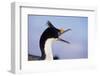 Birds, Imperial Shag / King Shag, Portrait, Falkland Islands, Bleaker Island-Martin Zwick-Framed Photographic Print