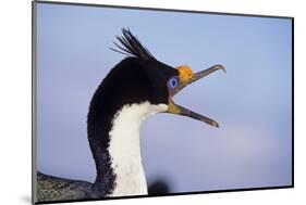 Birds, Imperial Shag / King Shag, Portrait, Falkland Islands, Bleaker Island-Martin Zwick-Mounted Photographic Print