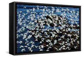 Birds in Flight-Howard Ruby-Framed Stretched Canvas
