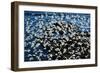 Birds in Flight-Howard Ruby-Framed Photographic Print