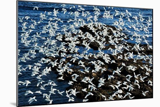 Birds in Flight-Howard Ruby-Mounted Photographic Print
