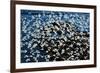 Birds in Flight-Howard Ruby-Framed Photographic Print