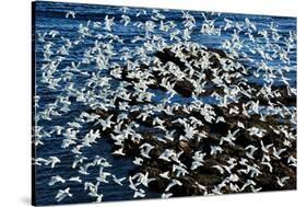 Birds in Flight-Howard Ruby-Stretched Canvas