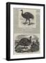 Birds in London Zoo-Harrison William Weir-Framed Giclee Print